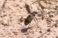 Cicindela hybrida