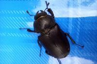 Lucanus cervus