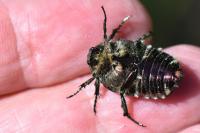 Cetonia aurata