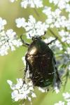 Cetonia aurata