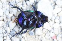 Trypocopris pyrenaeus