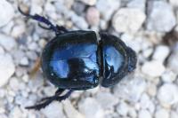Trypocopris pyrenaeus