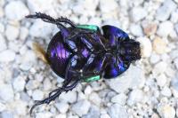 Trypocopris pyrenaeus