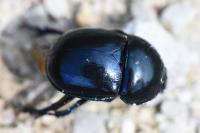 Trypocopris pyrenaeus