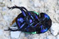 Trypocopris pyrenaeus