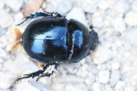 Trypocopris pyrenaeus