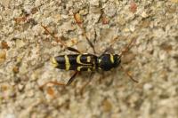 Xylotrechus arvicola
