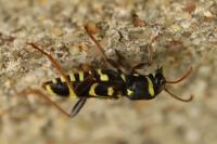 Xylotrechus arvicola