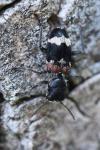Clerus mutillarius