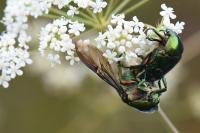 Cetonia aurata