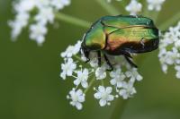 Cetonia aurata
