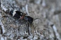 Clerus mutillarius