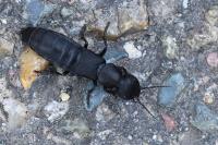 Ocypus olens