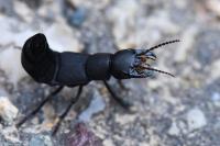 Ocypus olens