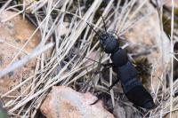 Ocypus olens