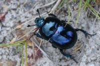 Trypocopris pyrenaeus
