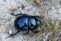 Trypocopris pyrenaeus
