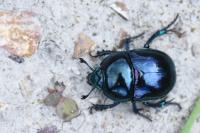 Trypocopris pyrenaeus