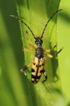 Rutpela maculata