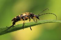 Rutpela maculata
