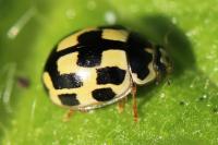 Propylea quatuordecimpunctata