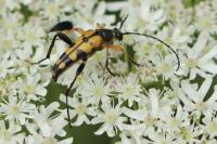 Rutpela maculata