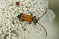 Stictoleptura fulva