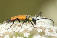 Stictoleptura fulva