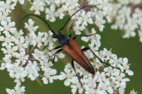 Stenurella melanura
