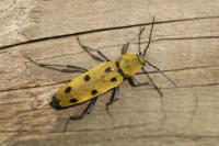 Chlorophorus glabromaculatus