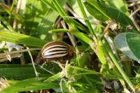 Leptinotarsa decemlineata