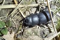 Dorcus parallelipipedus