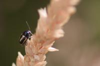 Cryptocephalus vittatus