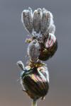 Chrysolina americana