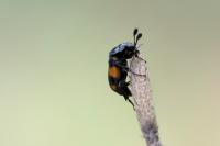 Nicrophorus vespilloides