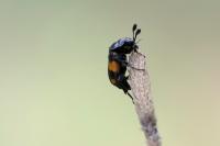 Nicrophorus vespilloides