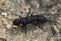 Ocypus
