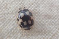 Propylea quatuordecimpunctata