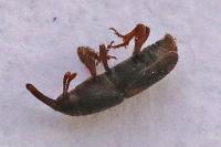 Sitophilus