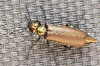 Lytta vesicatoria