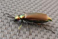 Lytta vesicatoria