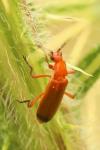 Rhagonycha fulva