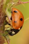 Coccinella septempunctata