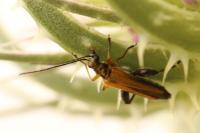Oedemera podagrariae