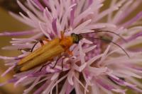 Oedemera podagrariae