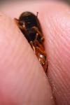 Brachinus crepitans