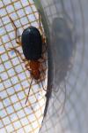 Brachinus crepitans