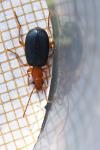 Brachinus crepitans