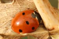 Coccinella septempunctata