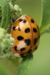 Harmonia axyridis